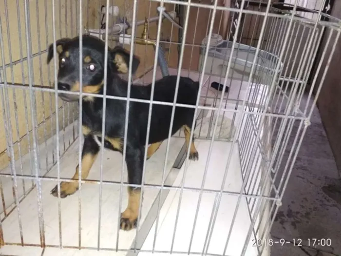 Cachorro raça Vira-latas idade 2 a 6 meses nome Filhotinhos