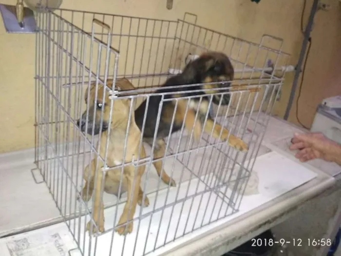 Cachorro raça Vira-latas idade 2 a 6 meses nome Filhotinhos