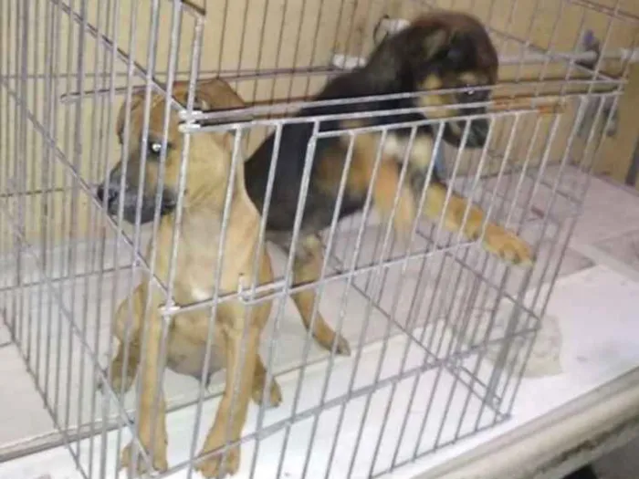 Cachorro raça Vira-latas idade 2 a 6 meses nome Filhotinhos