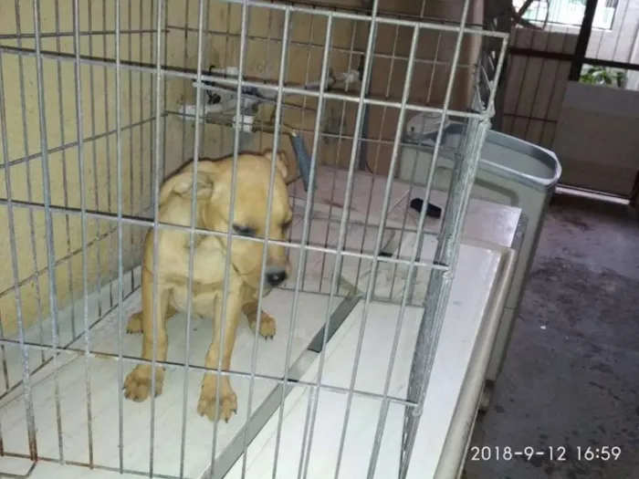 Cachorro raça Vira-latas idade 2 a 6 meses nome Filhotinhos