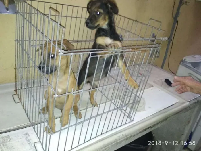 Cachorro raça Vira-latas idade 2 a 6 meses nome Filhotinhos