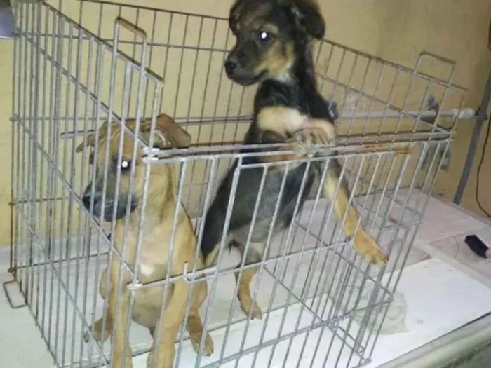 Cachorro raça Vira-latas idade 2 a 6 meses nome Filhotinhos