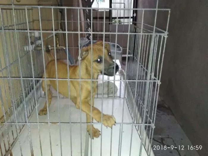 Cachorro raça Vira-latas idade 2 a 6 meses nome Filhotinhos