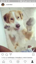 Toquinho
