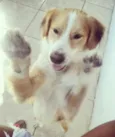 Toquinho