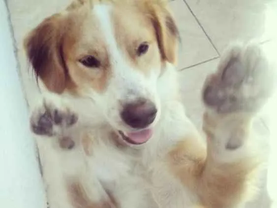 Cachorro ra a Vira lata idade 3 anos nome Toquinho