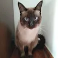 Pituco