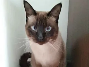 Gato raça Siames idade 4 anos nome Pituco