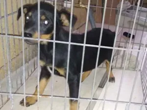 Cachorro raça Vira-latas idade 2 a 6 meses nome Filhotinhos