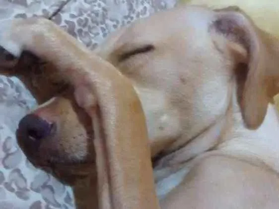 Cachorro ra a Vira lata idade 1 ano nome Mamutinho 
