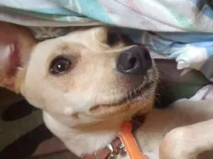 Cachorro raça Vira lata idade 1 ano nome Frozem