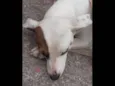 Bolinha 