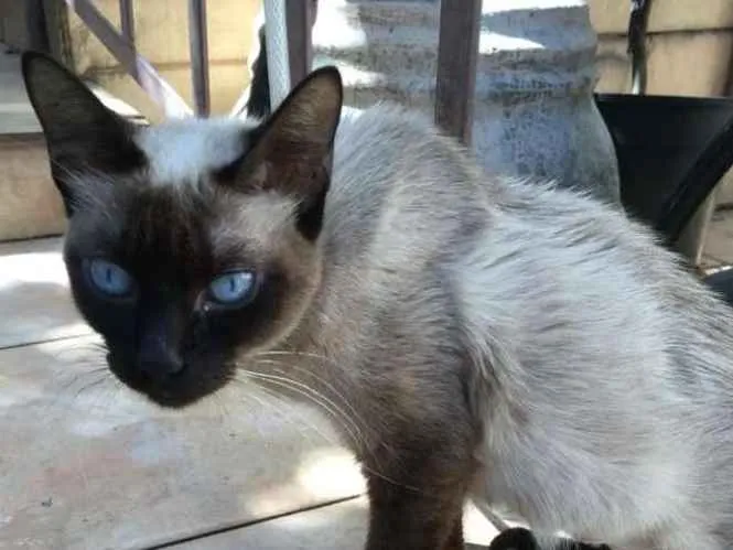 Gato ra a SRD idade 1 ano nome Siamesa