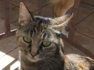Gato raça SRD idade 1 ano nome Morgana