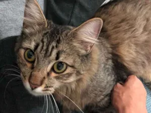 Gato raça SRD idade 7 a 11 meses nome Nicole