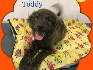 Cachorro raça srd idade 2 a 6 meses nome Toddy