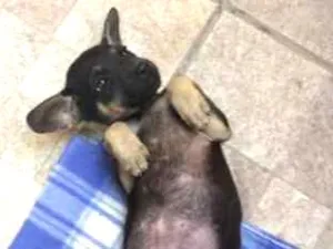 Cachorro raça Indefinida idade 2 a 6 meses nome Lucy