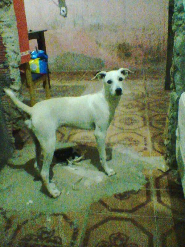 Cachorro raça SRD idade 1 ano nome Kiara