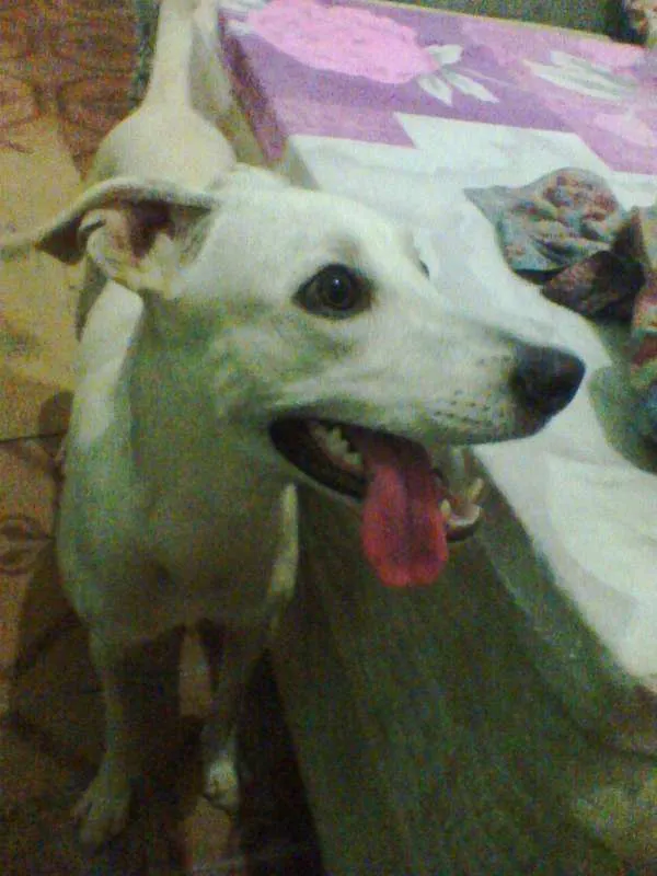 Cachorro raça SRD idade 1 ano nome Kiara