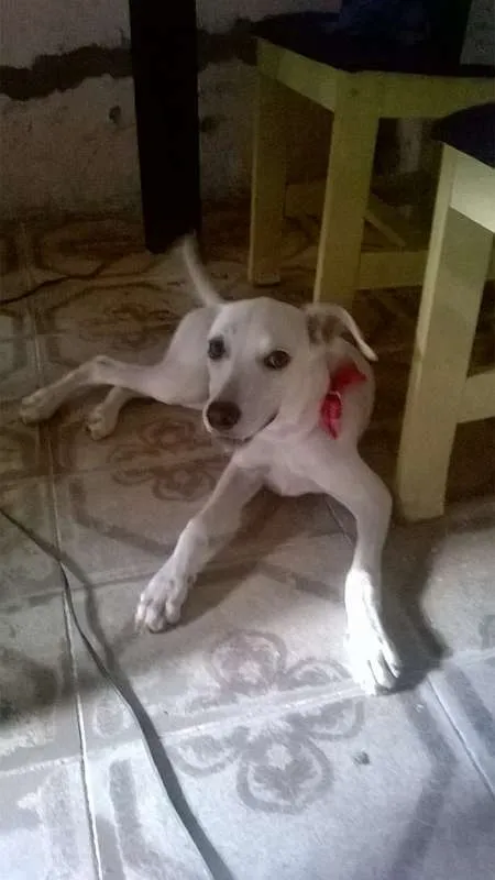 Cachorro raça SRD idade 1 ano nome Kiara