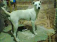 Kiara