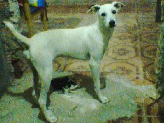 Cachorro raça SRD idade 1 ano nome Kiara