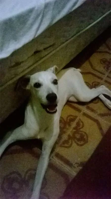 Cachorro raça SRD idade 1 ano nome Kiara