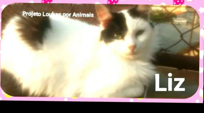 Gato ra a  idade 2 anos nome Liz