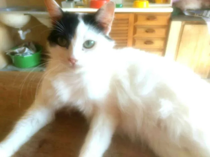 Gato ra a  idade 2 anos nome Liz