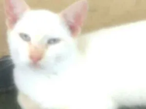 Gato raça  idade 7 a 11 meses nome Tony 