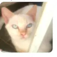 Tony 