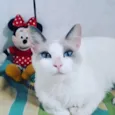 Jully