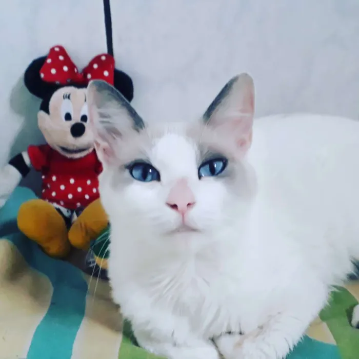 Gato ra a SRD idade 7 a 11 meses nome Jully
