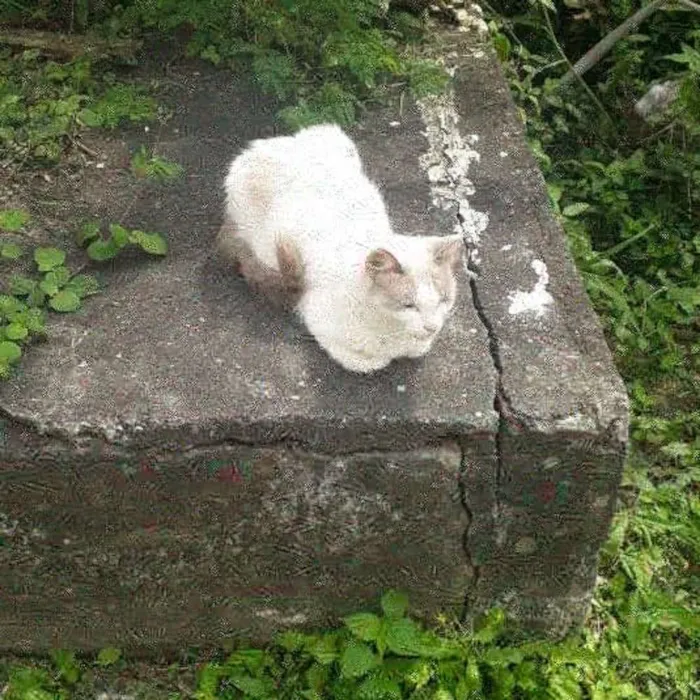 Gato ra a SRD idade 7 a 11 meses nome Jully