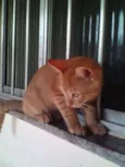 Puma Alê Bella leao