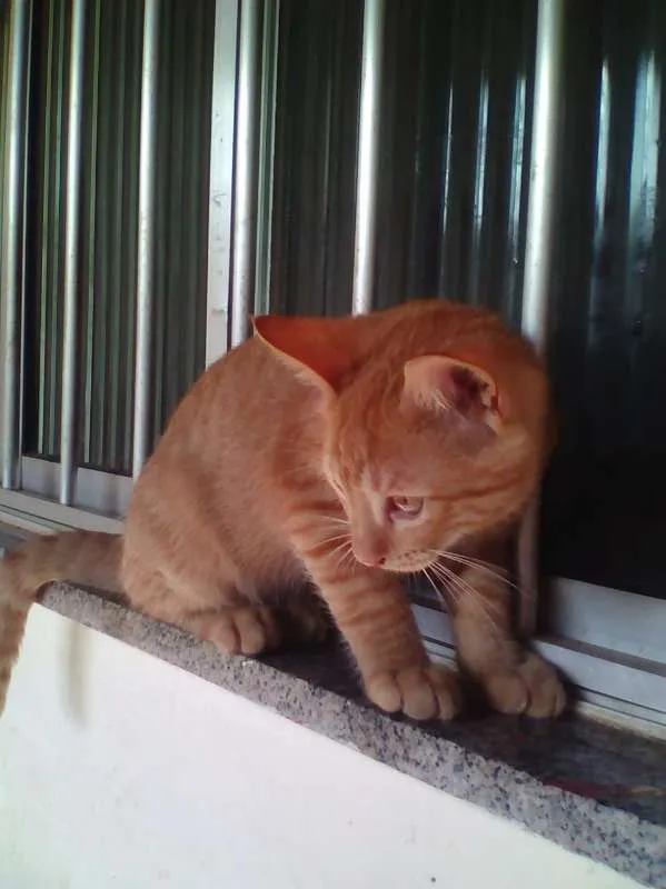 Gato raça Vira lata idade 2 a 6 meses nome Puma Alê Bella leao