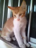 Puma Alê Bella leao