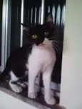 Puma Alê Bella leao