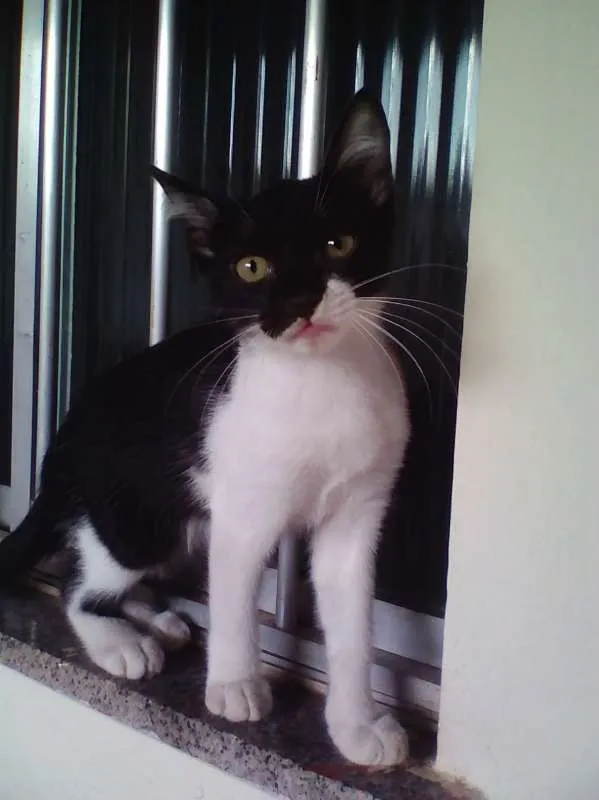 Gato raça Vira lata idade 2 a 6 meses nome Puma Alê Bella leao