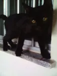 Puma Alê Bella leao