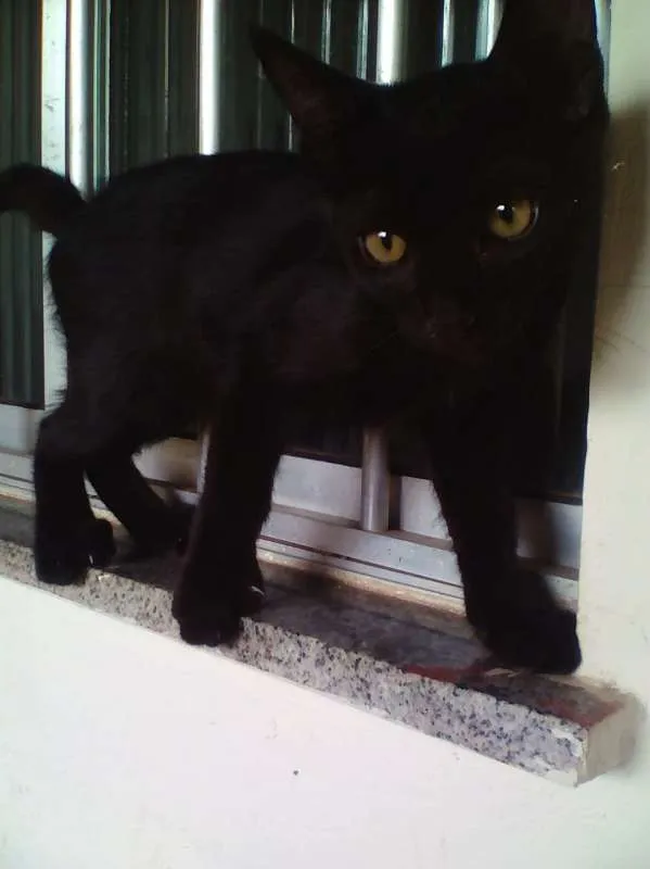 Gato raça Vira lata idade 2 a 6 meses nome Puma Alê Bella leao