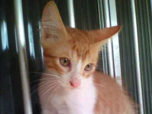 Gato raça Vira lata idade 2 a 6 meses nome Puma Alê Bella leao