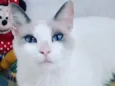 Jully