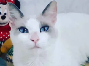 Gato raça SRD idade 7 a 11 meses nome Jully