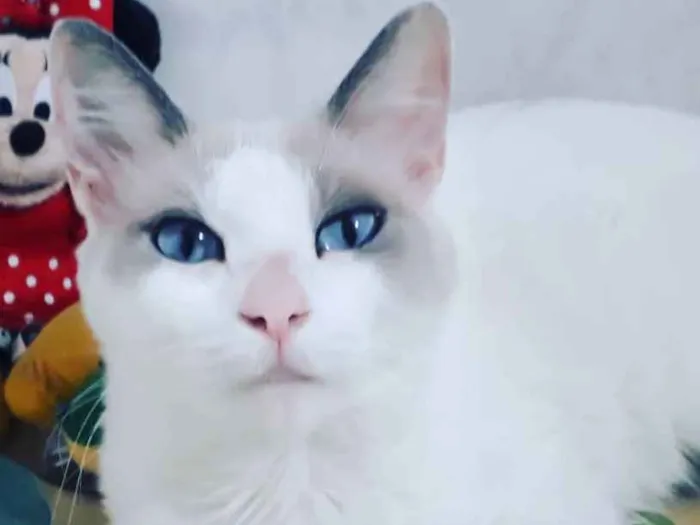 Gato ra a SRD idade 7 a 11 meses nome Jully
