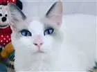 Gato raça SRD idade 7 a 11 meses nome Jully