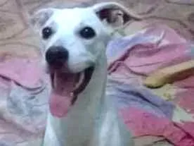 Cachorro raça SRD idade 1 ano nome Kiara