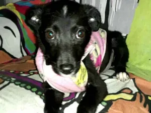 Cachorro raça  idade 2 a 6 meses nome Jujuba 