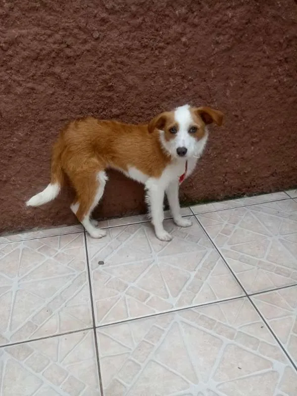 Cachorro raça Srd idade 7 a 11 meses nome Lupita