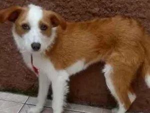 Cachorro raça Srd idade 7 a 11 meses nome Lupita